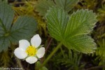 Woodland Strawberry/Fragaria vesca