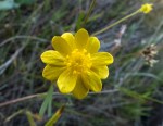 California Buttercup/Ranunculus californicus
