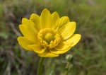 California Buttercup/Ranunculus californicus