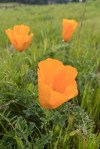 California Poppy/Eschscholzia californica