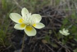 Cream Cups/Platystemon californicus