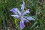 Douglas Iris/Iris douglasiana