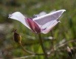 Oakland Star Tulip/Calochortus umbellatus