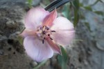 Oakland Star Tulip/Calochortus umbellatus