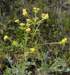 Pacific Woodland Sanicle/Sanicula crassicaulis