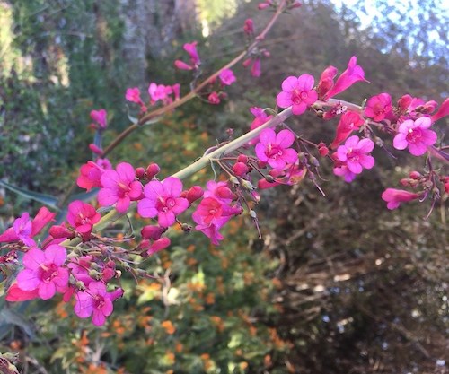 terrystoneparryspenstemon6001