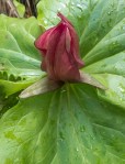 Wake Robin/Trillium chloropetalum