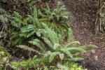 Western Sword Fern/Polystichum munitum