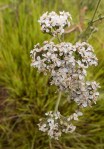 Yarrow/ Achillea millefolium