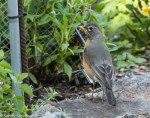 American Robin