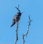 Anna’s Hummingbird