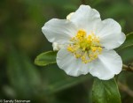 Bush Anemone/Carpenteria californica