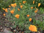 California Poppy/Eschscholzia californica