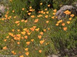 California Poppy/Eschscholzia californica