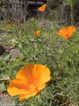 California Poppy/Eschscholzia californica