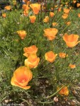 California Poppy/Eschscholzia californica