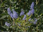 Ceanothus sp.