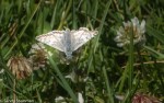 Checkered Skipper