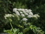 Cow Parsnip/Heracleum maximum