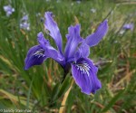 Douglas Iris/ Iris&nbsp;douglasiana