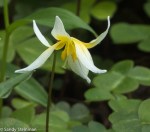 Glacier Lily/ Erythronium&nbsp;sp.