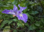 Ground Iris/Iris macrosiphon