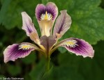 Iris sp.