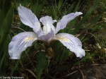 Iris sp.