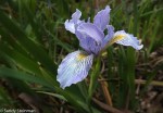 Iris sp.