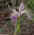 Iris sp.