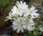 Lewisia cotyledon