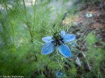 Love-in-a-mist/Nigella damascena