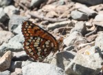 Northern Checkerspot