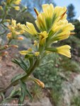 Paintbrush/ Castilleja sp.