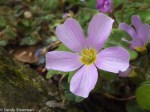 Redwood Sorrel/Oxalis oregana