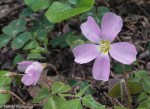 Redwood Sorrel/Oxalis oregana