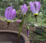 Shooting Stars/ Primula&nbsp;sp.