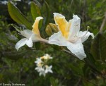 Western azalea/Rhododendron occidentale