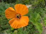 Wind Poppy/Stylomecon heterophylla