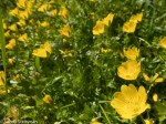 Yellow Meadow-foam/Limnathes douglasii ssp. sulphurea (rare&nbsp;and