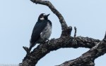Acorn Woodpecker