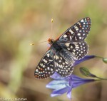 Chalcedon Checkerspot
