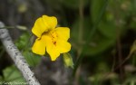 Common Monkey Flower/Erythranthe guttata