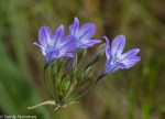Ithuriel’s Spear/Triteleia laxa