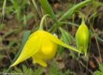 Mt. Diablo Fairy Lantern/ Calochortus&nbsp;pulchellus