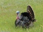 Wild Turkey