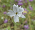 Woodland Star/Lithophragma heterophylla