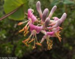 California Honeysuckle/Lonicera hispidula