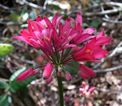 Kruse Rhododendron Reserve Wildflowers | Natural History Wanderings
