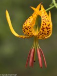 Humboldt’s Lily/Lilium humboldtii